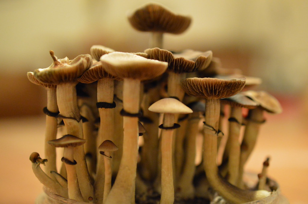 How To Buy Magic Mushrooms Of Good Quality